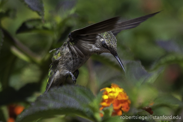 ninja hummingbird